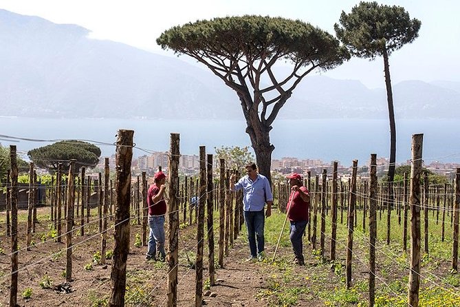 Organic Wine Tasting & Lunch on Vesuvius with Transfer from Sorrento Peninsula - The Neapolitan lunch on the terrace