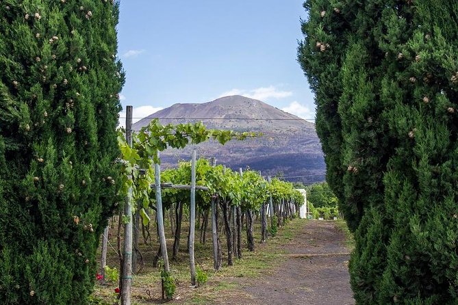 Organic Wine Tasting & Lunch on Vesuvius with Transfer from Sorrento Peninsula - Walking through the Russo family vines