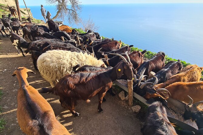 Path of Gods Hike, with Food Experience at Shepherd's Hut - Is $240.96 a fair price?