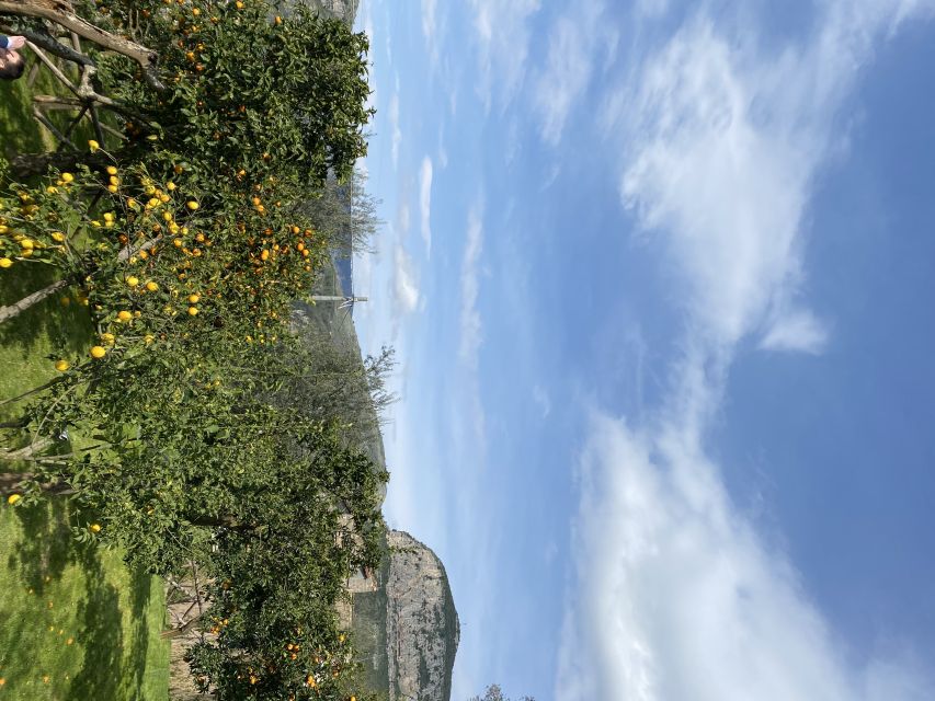 Piano di Sorrento: Cooking Class with Food Tasting and Wine - Who should book this cooking class?