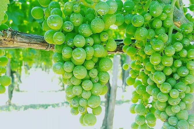 Pompei Archeological site and Wine tasting Experience - Pompeii first, wine afterward