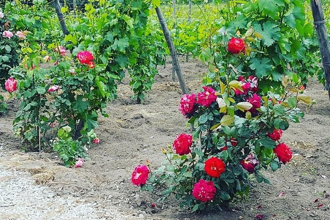 Pompei Archeological site and Wine tasting Experience - Who will enjoy this private outing