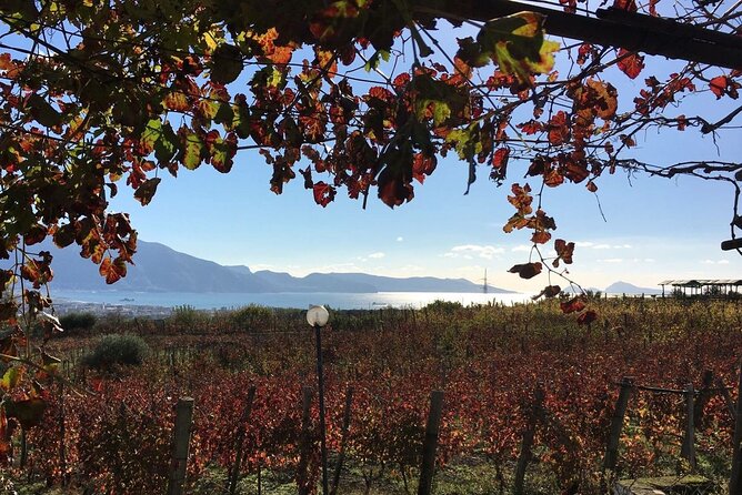 Pompeii, Mt Vesuvius and Wine Tour - Should you book the Pompeii, Vesuvius, and wine tour?