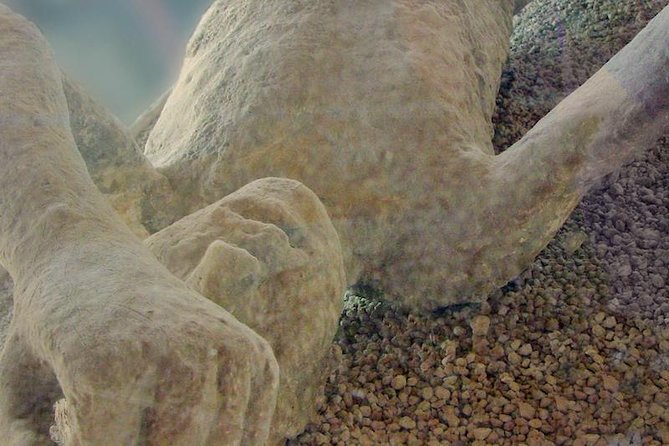 Pompeii Private Tour from Sorrento Entrance fees included - Booking details and cancellation