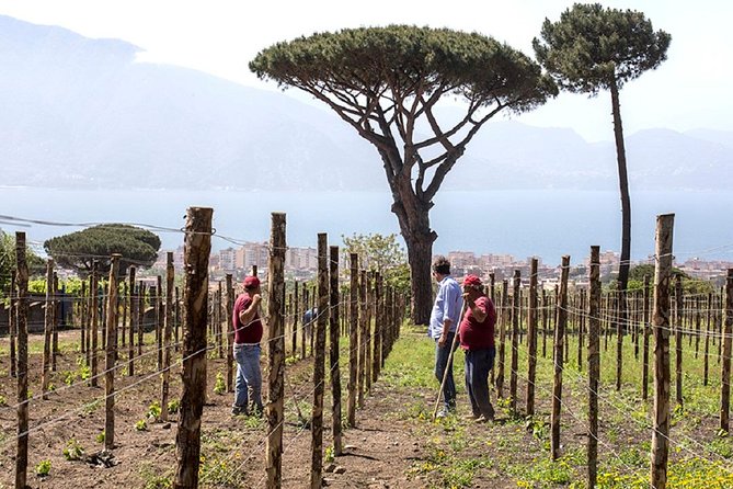 Pompeii Ruins & Wine Tasting with Lunch on Vesuvius with Private Transfer - Cantina del Vesuvio and the Russo family tradition