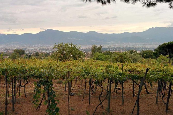 Pompeii & Vesuvius with Lunch & Wine Tasting from Positano - The Gran Cone path on Vesuvius