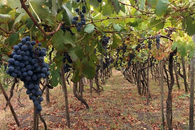 Pompeii & Vesuvius with Wine Tasting from the Coast - Who will enjoy this full-day combination