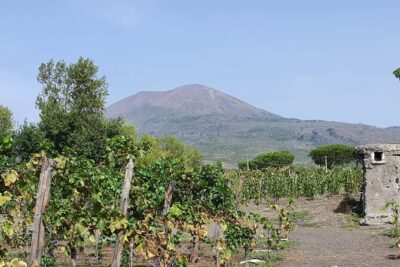 Pompeii & Wine Tour from Sorrento (tickets & lunch not included)