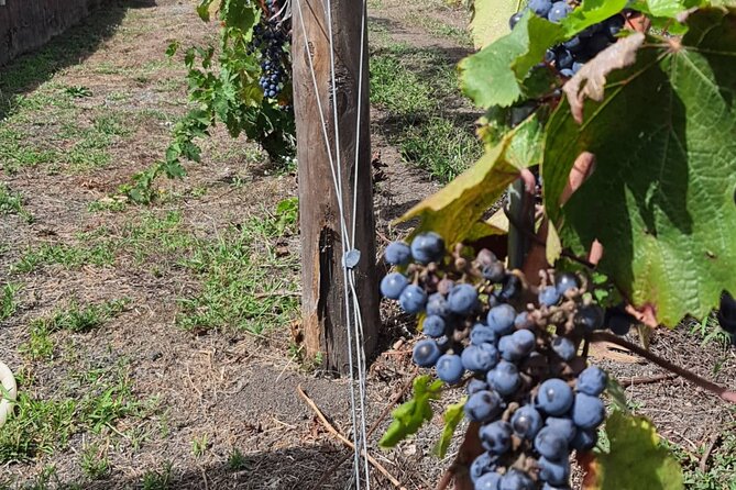 Pompeii & Wine Tour from Sorrento (tickets & lunch not included) - Practical planning before you go