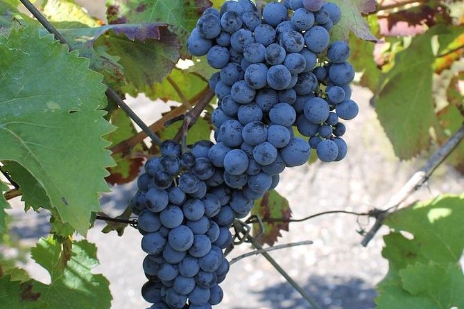 Private day tour to Pompei ,winery, Sorrento from Napoli/Salerno/Amalfi/Positano - Is the $414.86 price good value?
