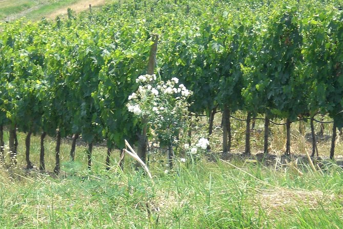 Private day tour to Pompei ,winery, Sorrento from Napoli/Salerno/Amalfi/Positano - Should you book this Pompeii and winery tour?
