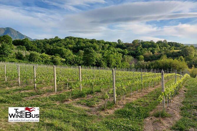 Private Irpinia Wine Tour from POSITANO, AMALFI or RAVELLO - Six glasses, guided rather than rushed