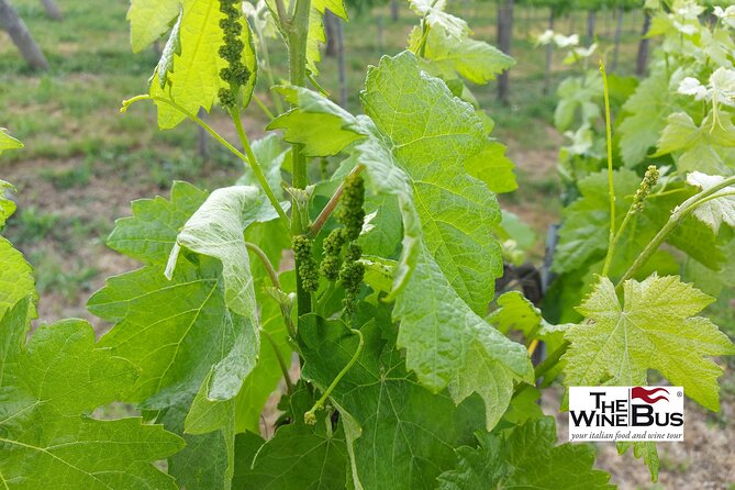 Private Irpinia Wine Tour from Sorrento with sommelier - Key points to know before booking