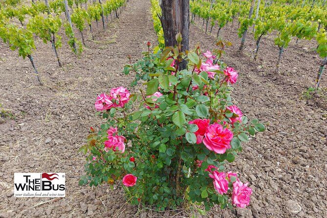 Private Irpinia Wine Tour from Sorrento with sommelier - Feudi di San Gregorio and a second view of Irpinian wine