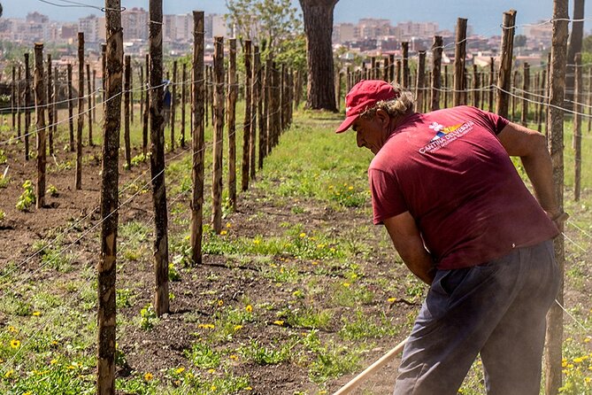 Private Pompeii Tour with Wine Tasting Experience - Practical details that matter