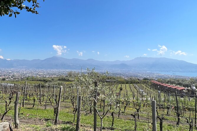 Private Tour in Pompeii Ruins and Pompeii City Center Winery - What the $255.98 price includes