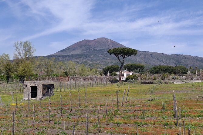 Private Tour Pompeii, Vesuvius and Herculaneum - Is $459.19 per person good value?