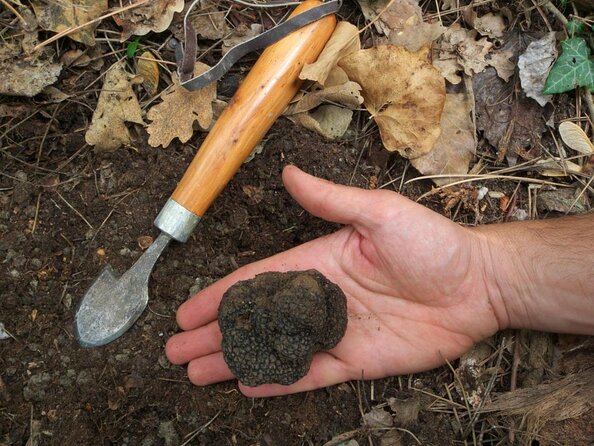 Private Tour: Truffle-Hunting Experience from Sorrento with Lunch - From Sorrento to the Monti Picentini Mountains