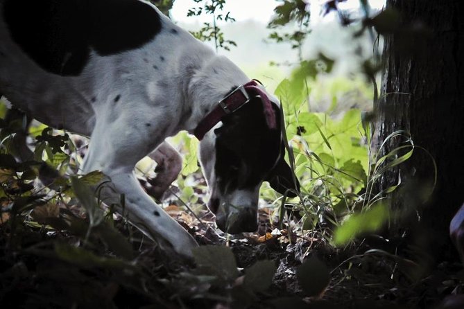 Private Tour: Truffle-Hunting Experience from Sorrento with Lunch - What the Three-Hour Hike Is Really Like