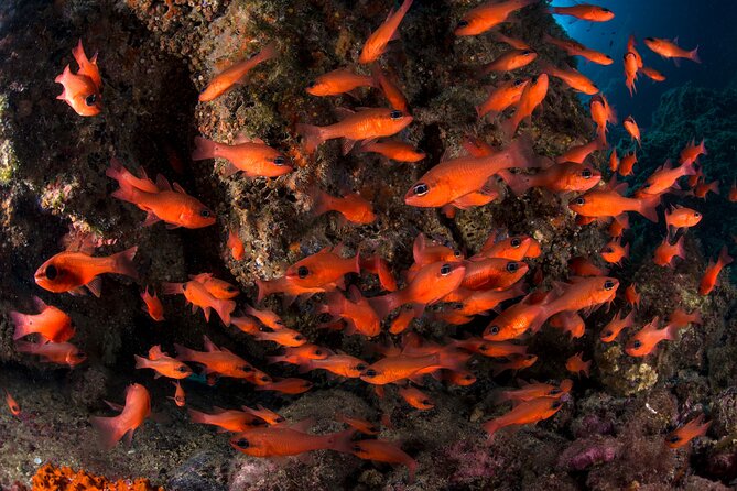Snorkeling with Marine Biologist Expert from Sorrento - Punta Campanella beneath the surface