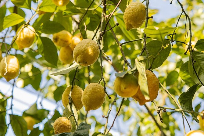 Sorrento Ape Tour, Lemon Garden, Mozzarella Show & Pizza Class - Who Will Enjoy This Most?