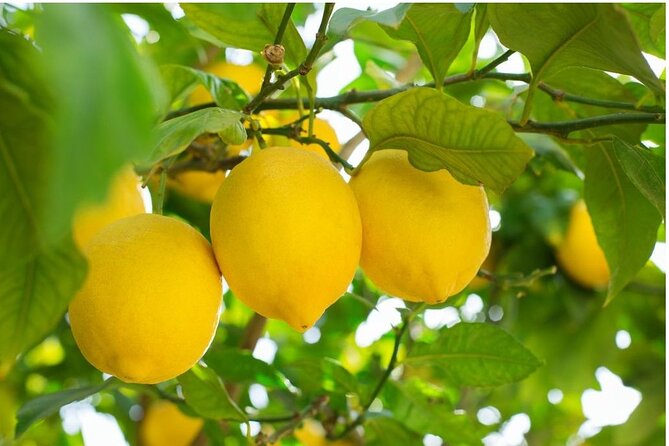 Sorrento: at the Vivaio by E-Bike with Limoncello Tasting - Key points to know before you book