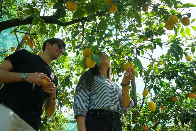 Sorrento: Authentic Lemon Experience at a Farm with Tastings - Key points at a glance