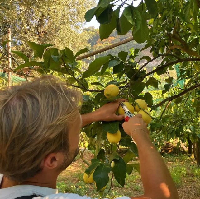 Sorrento: Authentic Lemon Experience in a Farm with Tastings - Key points at a glance