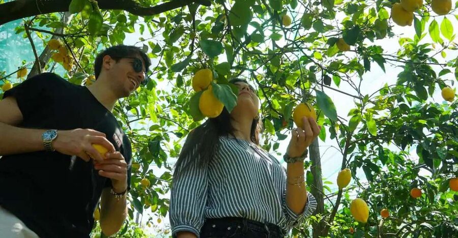 Sorrento: Authentic Lemon Experience in a Farm with Tastings - Turning your lemons into lemonade