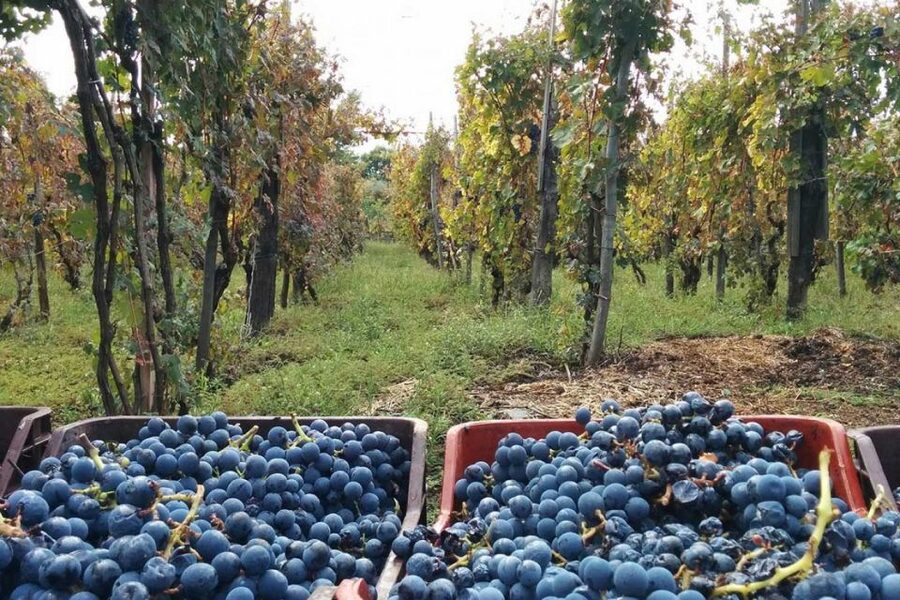 Sorrento: Family Farm Experience with Lunch - Leaving Sorrento for the family farm