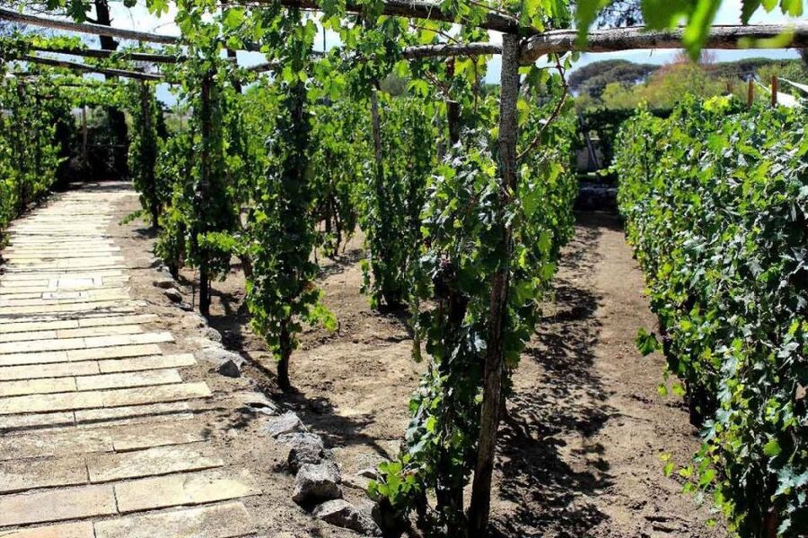 Sorrento: Family Farm Experience with Lunch - Who will enjoy this farm visit
