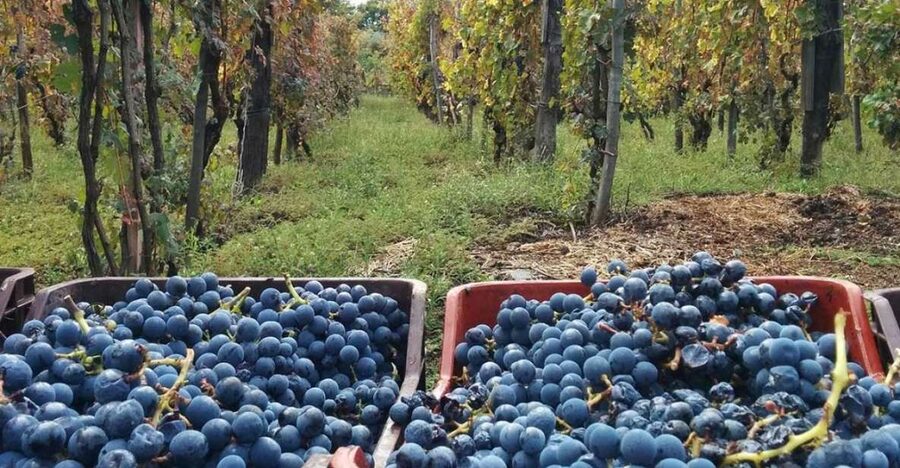Sorrento: Family Farm Experience with Lunch - Walking beneath Sorrento lemon trees