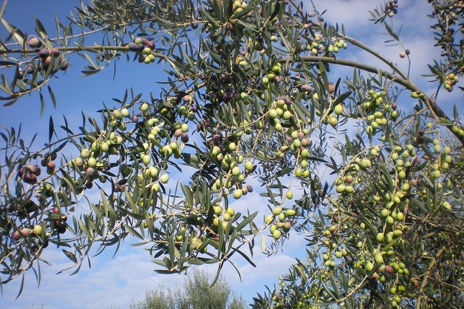 Sorrento Farm and Food Experience including Olive Oil, Limoncello, Wine tasting - Leaving Sorrento for La Masseria Farm