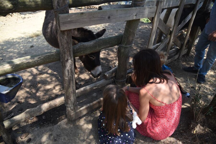 Sorrento: Farm Tour with Cheese Tasting & Pizza Making Class - Making pizza with Anna or Angela