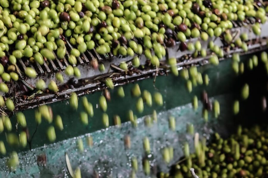 Sorrento: Guided Olive Mill Visit with Tastings - What you see among the olive trees