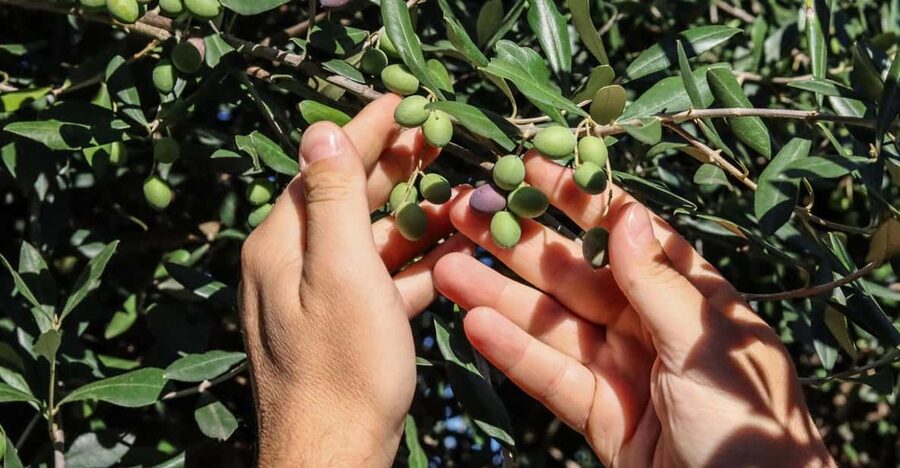 Sorrento: Guided Olive Mill Visit with Tastings - The setting and courtesy shuttle
