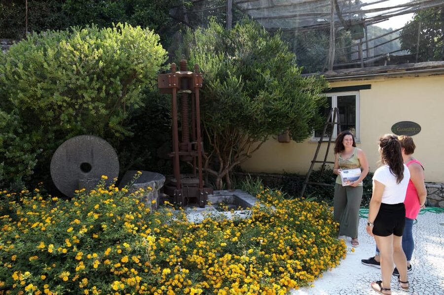 Sorrento: Guided Olive Mill Visit with Tastings - The fifteen-oil tasting