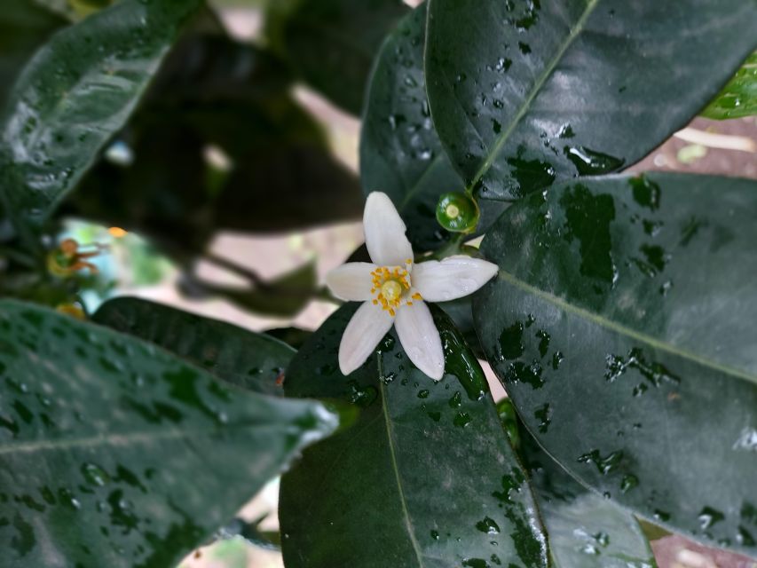 Sorrento: Lemon Garden Tour with Marmalade Tasting - Why Sorrento’s lemon groves are worth your time