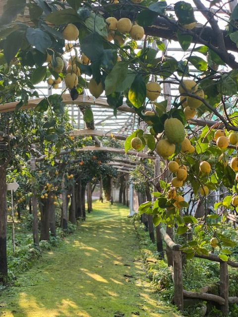 Sorrento: Lemon Garden Tour with Marmalade Tasting - Walking beneath the lemon pergolas