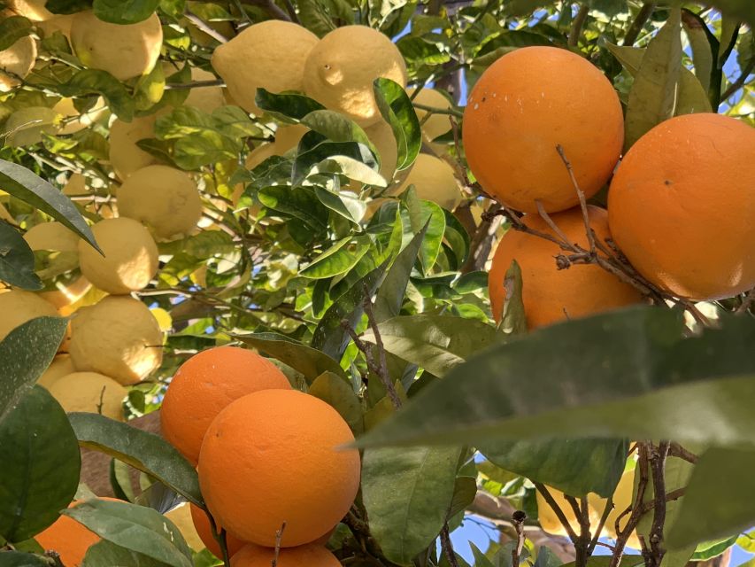 Sorrento: Lemon Garden Tour with Marmalade Tasting - What the experience leaves you with
