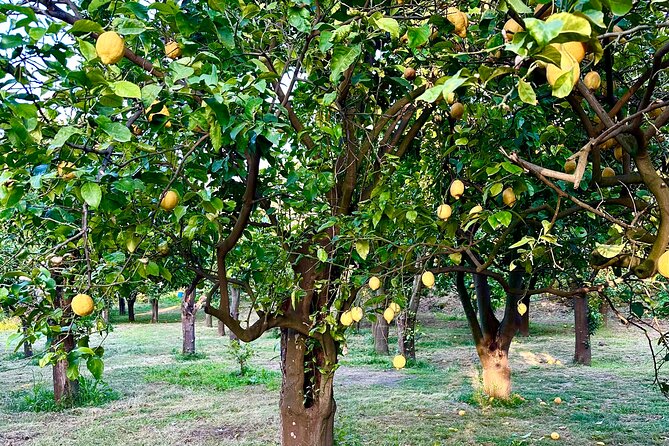 Sorrento Lemon Grove Experience with Local Product Tasting - Who will enjoy La Limonaia most?