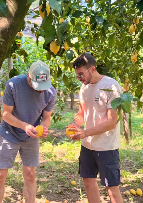 Sorrento: Lemon Picking & Tasting Tour - Why a lemon orchard makes a good Sorrento experience