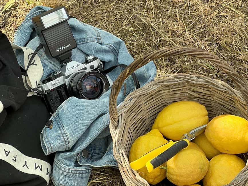 Sorrento: Lemon Picking & Tasting Tour - Picking lemons with a basket and scissors