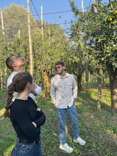 Sorrento: Lemon Picking & Tasting Tour - What the $41 price really buys you