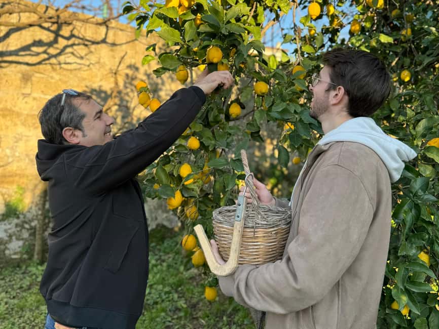 Sorrento: Lemon Picking & Tasting Tour - Timing, meeting points, and practical planning