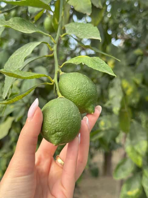 Sorrento: Lemon Picking & Tasting Tour - Walking among the trees with a local guide