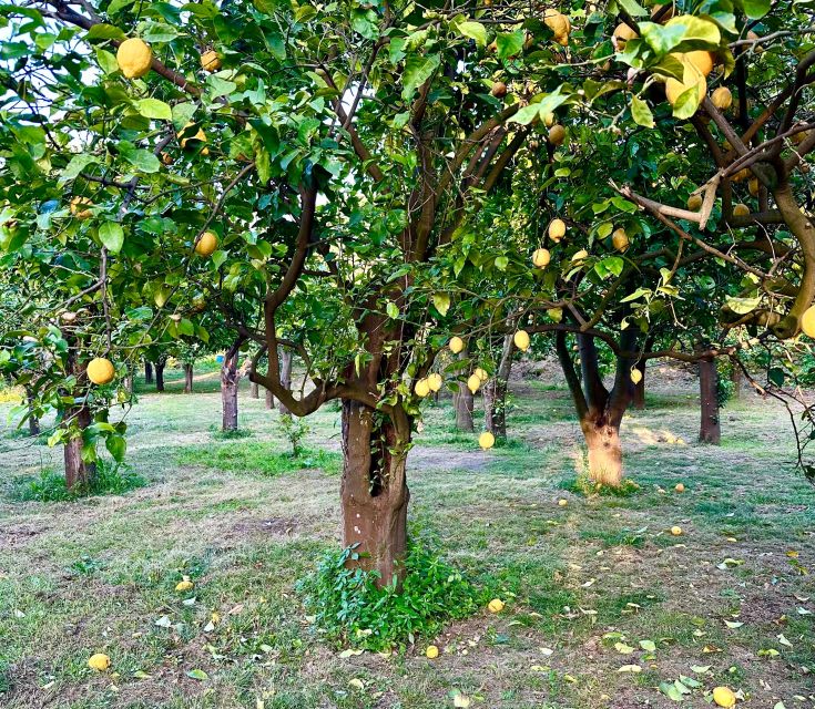 Sorrento Lemon Tour - The tasting is more than a limoncello sample