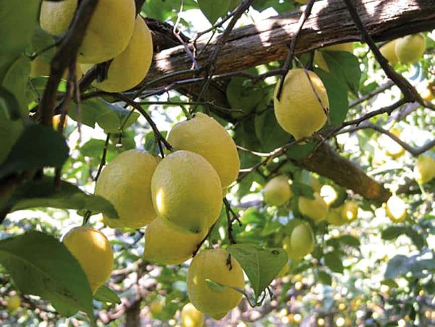 Sorrento: Night time Walking Tour & Limoncello Tasting - Who will get the most from this walk