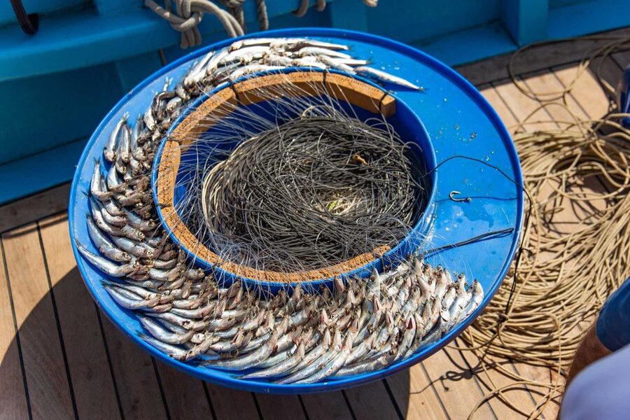 Sorrento: Sea-Fishing Tour with Lunch Onboard - Starting at 7:30am in Sorrento