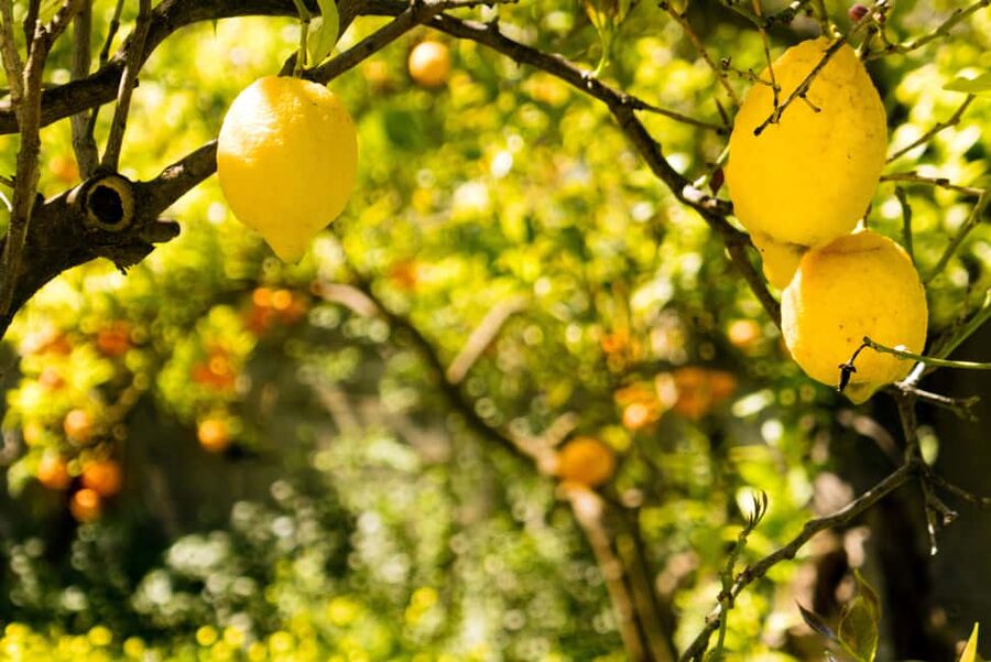 SORRENTO: Sunset Limoncello Making After-Dinner Experience - Is $55.80 a fair price?